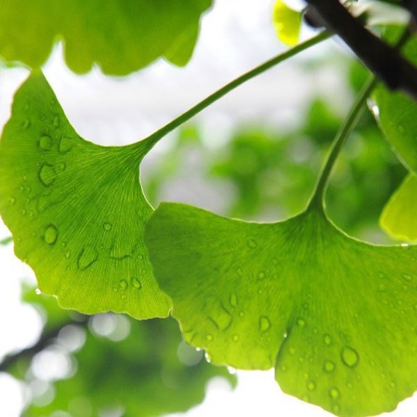 地奥司明系列