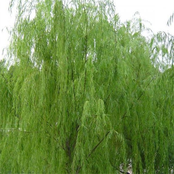 斗球体育直播斗球手机版登录结构